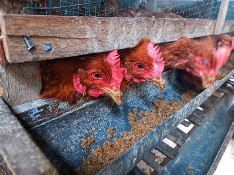 Two Laying Hens Eating in the Coop Stock Image - Image of eating, laying: 242584639