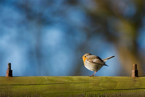 Robin Bird Wallpapers - Wallpaper Cave