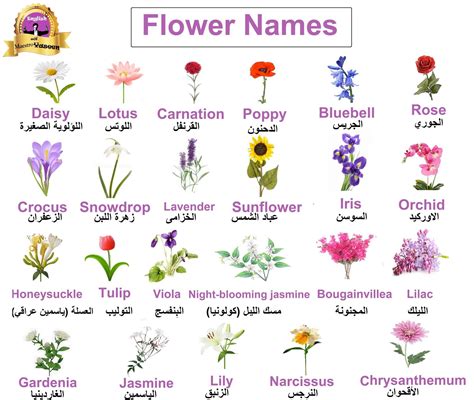 Learning Arabic Msa (fabiennem) | Learn English, Learning | Flower names, Flowers name in ...