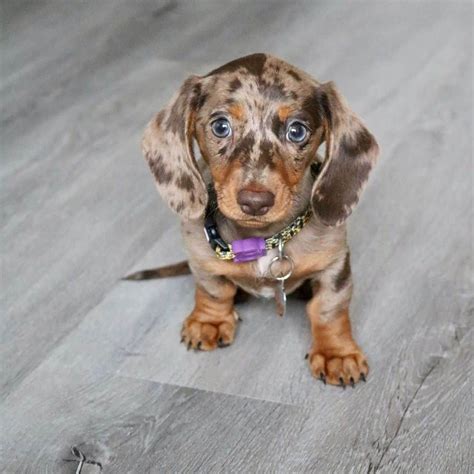 Dapple Dachshund: What Kind Of Dog Is It? | Dapple dachshund, Dachshund ...