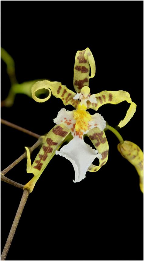 Oncidium phymatochilum | Oncidium, Orchids, Planting flowers