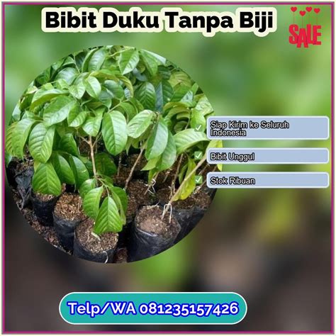 Supplier Bibit Duku Tanpa Biji Lebong | by Jasmin Buah | Jul, 2023 | Medium