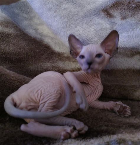 Peterbald Cats For Sale | Methuen, MA #282378 | Petzlover