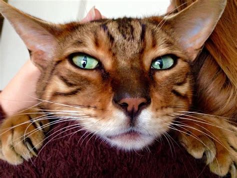 Exceptional green-eyed Bengal cat | Cats, Bengal cat, Animals