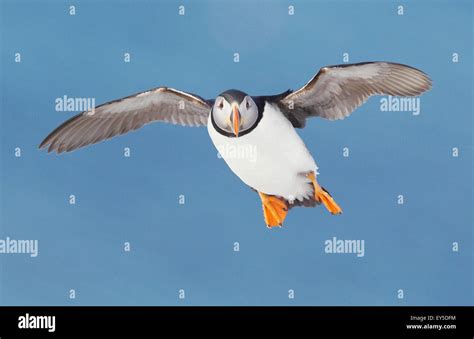 Puffin in flight - Norway Stock Photo - Alamy