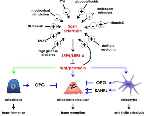 Figure 1 from Role and mechanism of action of sclerostin in bone ...