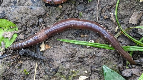 Invasive Jumping Worms: Threat or Opportunity? - YouTube