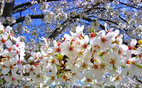 File:Cherry blossoms tree.jpg - Wikipedia