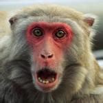 Surprised Monkey Meme Generator - Imgflip