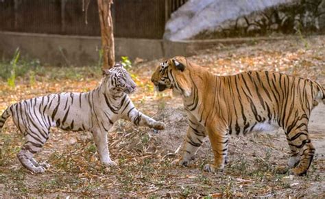 At Delhi Zoo, White Tiger "Marries" Royal Bengal Tiger. Now, Wait For Cubs