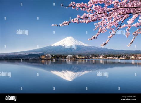 Mount Fuji Cherry Blossom