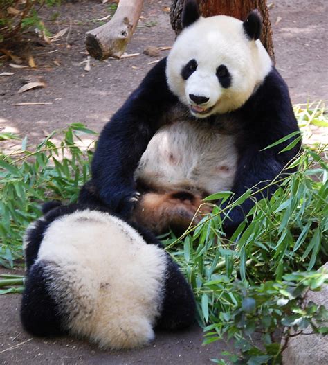 San_Diego_Zoo-Panda_Bears (10) | Flickr - Photo Sharing!