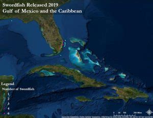 2019 Swordfish Conservation Record | The Billfish Foundation