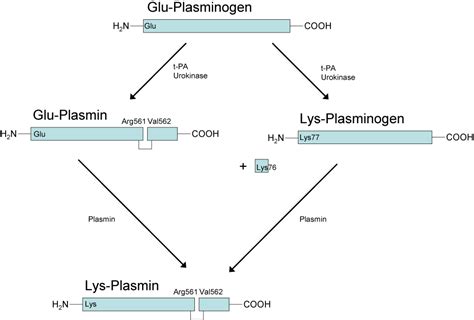 Plasminogen Assays