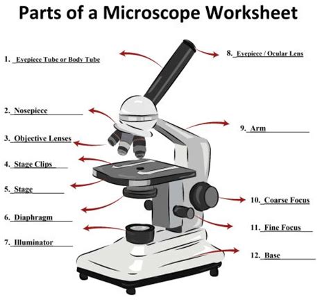 Parts of a Microscope - SmartSchool Systems