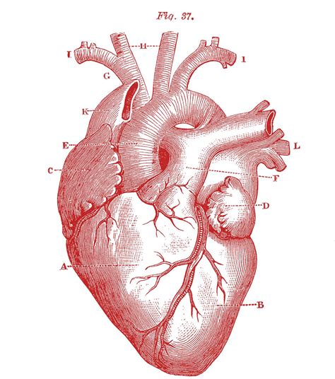 Heart Anatomy Background