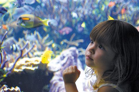 Aquarium Celebrates 110 Years - Waikiki Aquarium - MidWeek