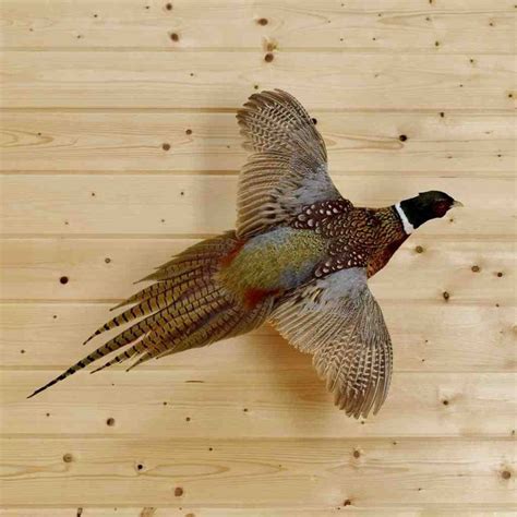 Flying Ringneck Pheasant Taxidermy Mount - SW4098 #pheasanthunting ...