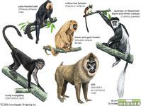 Drill | primate | Britannica.com