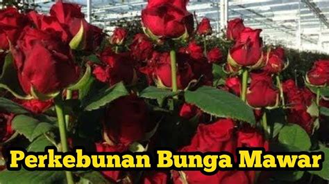 Taman Bunga Mawar – newstempo