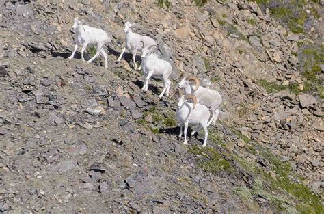 Dall's Sheep (U.S. National Park Service)