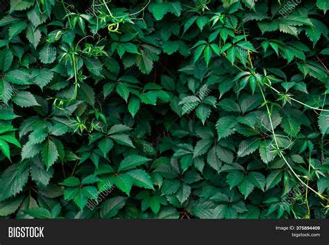 Ivy Texture. Ivy Hedge Image & Photo (Free Trial) | Bigstock