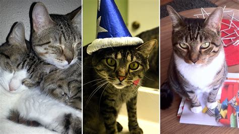 Happy National Cat Day! Here are 9 ways to celebrate - 6abc Philadelphia