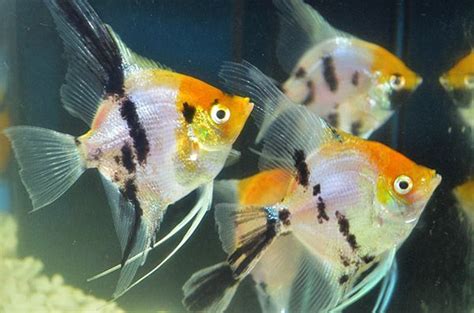 [Recipe And Tips] 8 Angelfish Tank Mates to Accompany Your Angelfish | Аквариумная рыбка, Аквариум