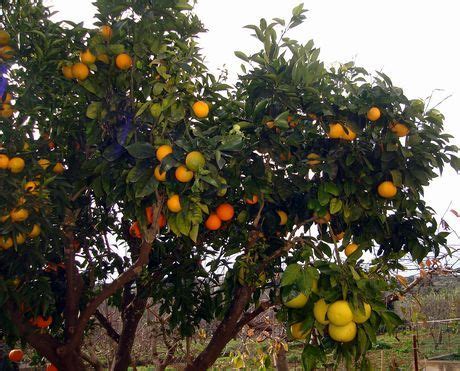 A grafted citrus tree with six different fruits. | Grafting plants ...