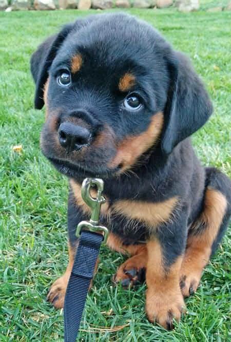 cute-rottweiler-puppy - Rottweiler Life