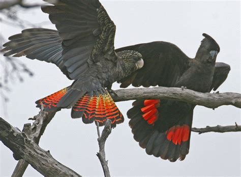 Red-Tailed Black Cockatoo Facts, Care as Pets, Habitat, Diet, Pictures