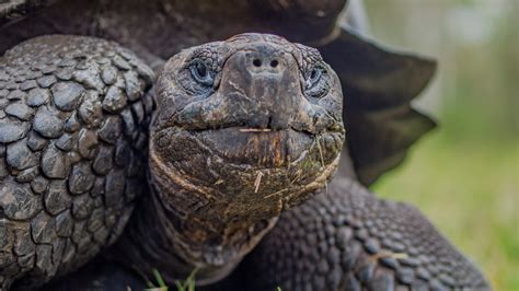 The Giant Tortoise: Exploring Galapagos Islands' Fauna | Celebrity ...