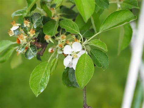 Apple Tree with White Flowers Stock Photo - Image of organic, leaves ...