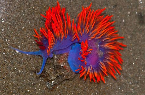 Most Colorful Sea Slugs on Earth