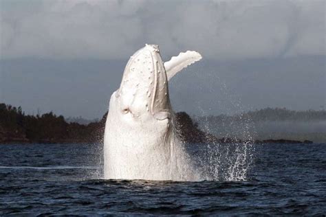 "Migaloo" the white humpback may have fathered two albino calves | whales-and-dolphins | Earth ...