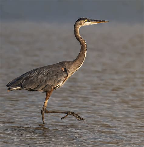 Blue Heron | Bald Knob National Wildlife Refuge- Arkansas | Gary ...