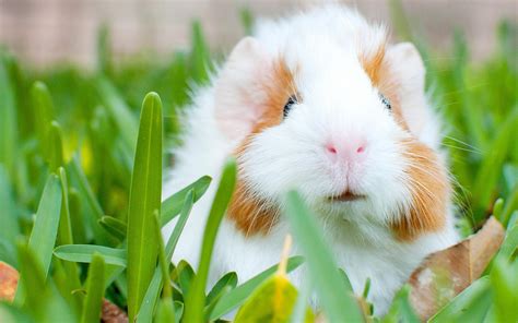 Cute Guinea Pigs Wallpapers - Wallpaper Cave