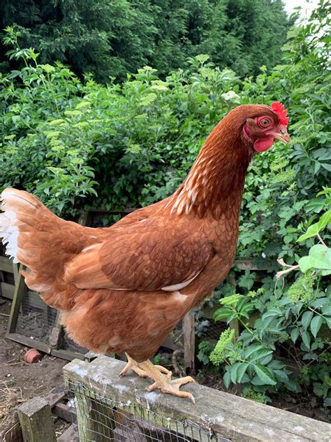 Hybrid For Sale | Chickens | Breed Information | Omlet