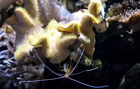 The Barreleye Fish (The Fish with The See-Through Head)