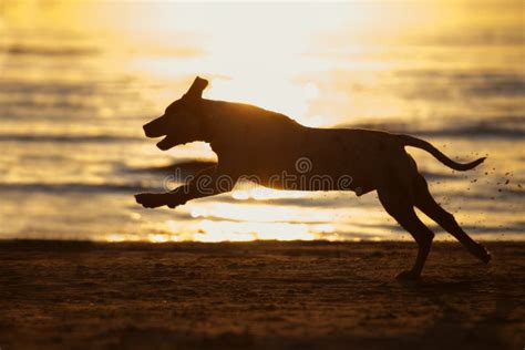 Running Dog Silhouette on the Beach at Sunset Stock Photo - Image of small, water: 76522256