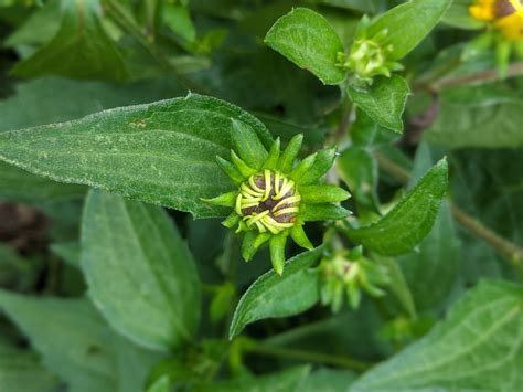 Rudbeckia hirta (Black Eyed Susan, Black-eyed Susan, Gloriosa Daisy) | North Carolina Extension ...