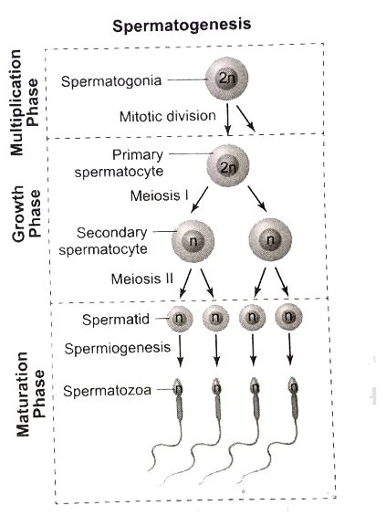 Spermatogenesis Diagram