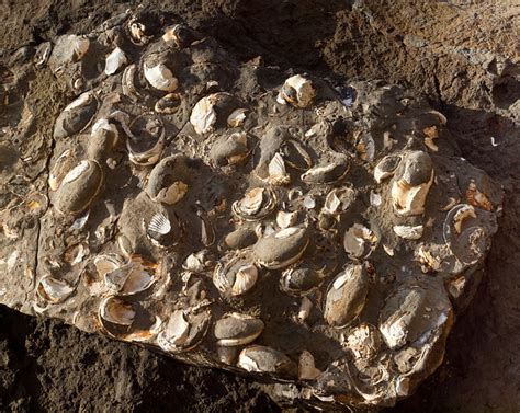 Sea Shells Fossils rock | Flickr - Photo Sharing!