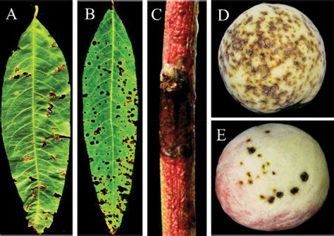 (Colour online) Typical symptoms of bacterial leaf spot disease on ...