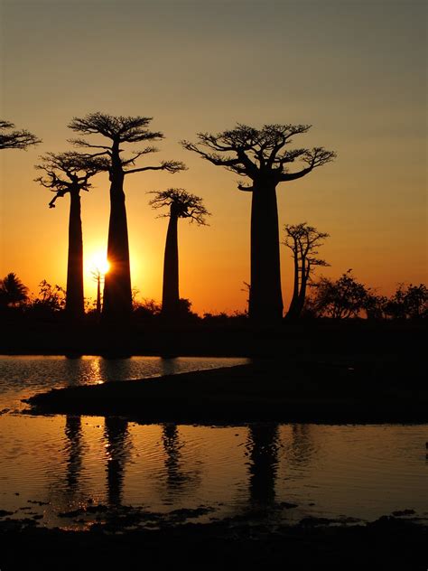 Sunset at Avenue of the Baobabs | Tee La Rosa | Flickr