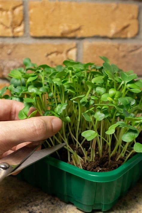 Radish Microgreens 101: Benefits and How to Grow