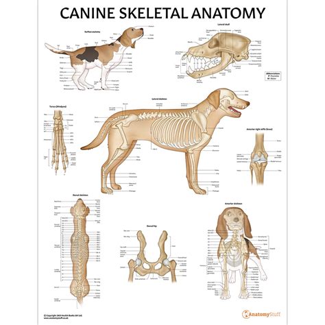 Canine Internal Anatomy Chart Poster Laminated Uk | Porn Sex Picture