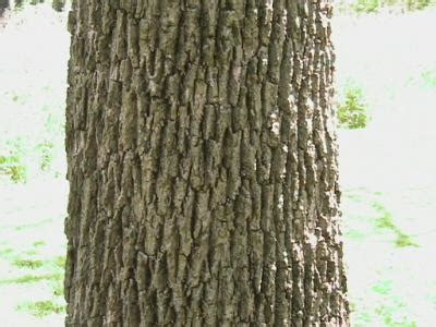 Trees - Learning Stations at Ariel Foundation Park