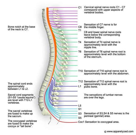 Pictures Of Cervical Spinal Nerve