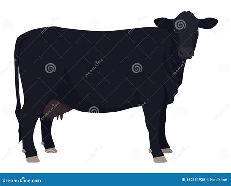 Angus Cow Breeds of Domestic Cattle Flat Vector Illustration Isolated Object on White Background ...